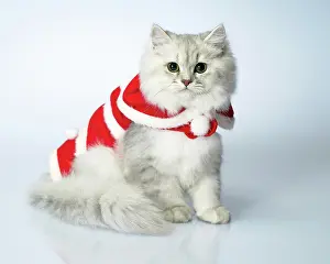 Clothes: 80194193 await Dressed cat Imagebroker All images