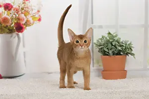 Abyssinian: 80194257 Cat - Abyssinian kitten Jean-Michel Labat