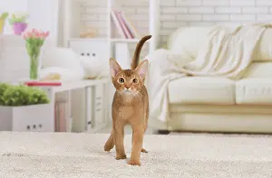 Abyssinian: 80194258 Cat - Abyssinian kitten Jean-Michel Labat