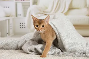 Abyssinian: 80194259 Cat - Abyssinian kitten Jean-Michel Labat