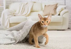Abyssinian: 80194260 Cat - Abyssinian kitten Jean-Michel Labat