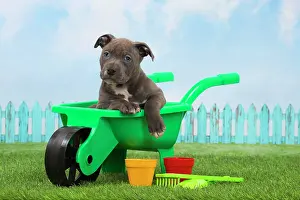 Staffordshire: 80194261 Dog - Amstaff / American Staffordshire