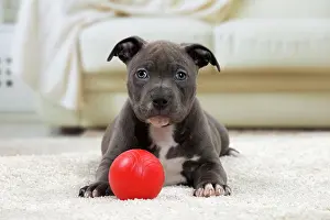 Staffordshire: 80194271 Dog - Amstaff / American Staffordshire