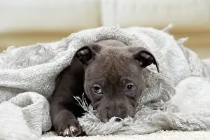 Staffordshire: 80194273 Dog - Amstaff / American Staffordshire