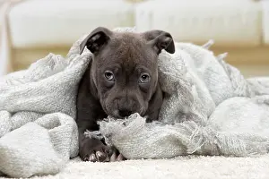 Staffordshire: 80194274 Dog - Amstaff / American Staffordshire