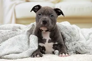 Staffordshire: 80194275 Dog - Amstaff / American Staffordshire