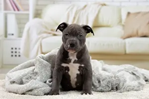 Staffordshire: 80194276 Dog - Amstaff / American Staffordshire