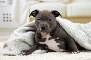 Staffordshire: 80194277 Dog - Amstaff / American Staffordshire