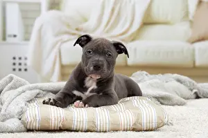 Staffordshire: 80194278 Dog - Amstaff / American Staffordshire