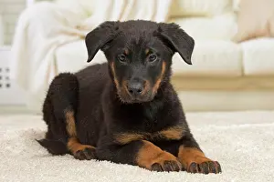 Beauceron: 80194279 Dog - Beauceron puppy Jean-Michel Labat
