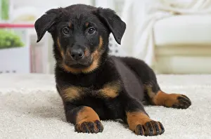 Beauceron: 80194280 Dog - Beauceron puppy Jean-Michel Labat
