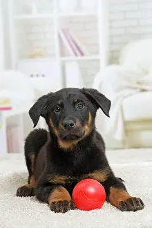 Beauceron: 80194281 Dog - Beauceron puppy Jean-Michel Labat
