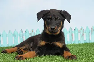 Beauceron: 80194282 Dog - Beauceron puppy Jean-Michel Labat