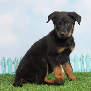 Beauceron: 80194283 Dog - Beauceron puppy Jean-Michel Labat