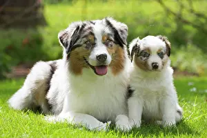 Shepherd: 80194286 Dog - Australian Shepherd / Sheepdog with
