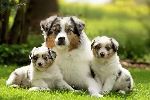 Shepherd: 80194287 Dog - Australian Shepherd / Sheepdog with