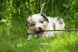 Shepherd: 80194288 Dog - Australian Shepherd / Sheepdog puppy