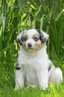 Shepherd: 80194289 Dog - Australian Shepherd / Sheepdog puppy