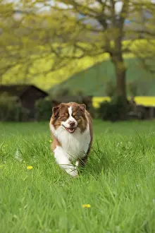 Sheepdog: 80194309 Dog - Australian Shepherd / Sheepdog Jean-Michel