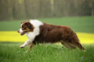 Sheepdog: 80194310 Dog - Australian Shepherd / Sheepdog Jean-Michel