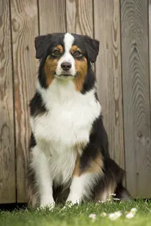 Sheepdog: 80194312 Dog - Australian Shepherd / Sheepdog Jean-Michel