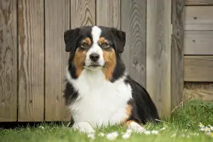 Sheepdog: 80194313 Dog - Australian Shepherd / Sheepdog Jean-Michel
