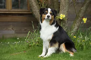 Sheepdog: 80194314 Dog - Australian Shepherd / Sheepdog Jean-Michel