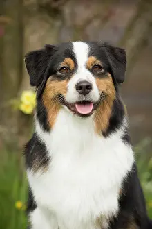 Sheepdog: 80194315 Dog - Australian Shepherd / Sheepdog Jean-Michel