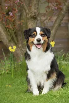 Sheepdog: 80194316 Dog - Australian Shepherd / Sheepdog Jean-Michel