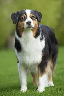 Sheepdog: 80194317 Dog - Australian Shepherd / Sheepdog Jean-Michel