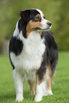 Sheepdog: 80194318 Dog - Australian Shepherd / Sheepdog Jean-Michel