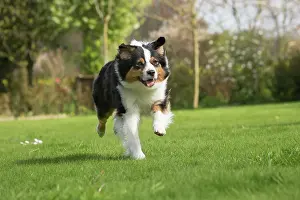 Sheepdog: 80194319 Dog - Australian Shepherd / Sheepdog Jean-Michel