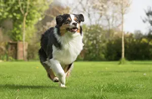 Sheepdog: 80194320 Dog - Australian Shepherd / Sheepdog Jean-Michel