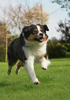 Shepherd: 80194321 Dog - Australian Shepherd / Sheepdog Jean-Michel