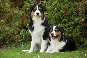 Shepherd: 80194322 Dog - Australian Shepherd / Sheepdog Jean-Michel