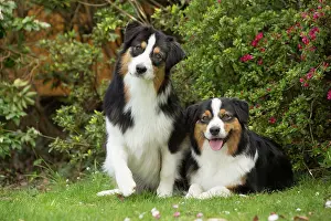 Shepherd: 80194323 Dog - Australian Shepherd / Sheepdog Jean-Michel