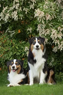 Shepherd: 80194324 Dog - Australian Shepherd / Sheepdog Jean-Michel