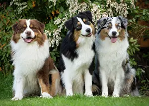 Shepherd: 80194325 Dog - Australian Shepherd / Sheepdog Jean-Michel