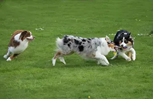 Shepherd: 80194326 Dog - Australian Shepherd / Sheepdog Jean-Michel