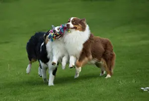 Shepherd: 80194327 Dog - Australian Shepherd / Sheepdog Jean-Michel
