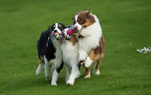 Shepherd: 80194328 Dog - Australian Shepherd / Sheepdog Jean-Michel