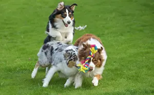 Shepherd: 80194329 Dog - Australian Shepherd / Sheepdog Jean-Michel