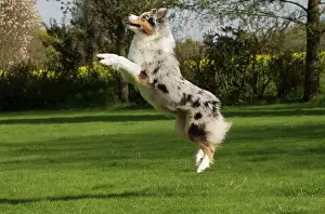 Shepherd: 80194330 Dog - Australian Shepherd / Sheepdog Jean-Michel