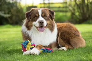 Shepherd: 80194331 Dog - Australian Shepherd / Sheepdog Jean-Michel