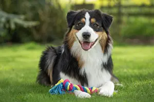 Shepherd: 80194332 Dog - Australian Shepherd / Sheepdog Jean-Michel