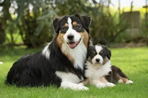 Shepherd: 80194333 Dog - Australian Shepherd / Sheepdog with