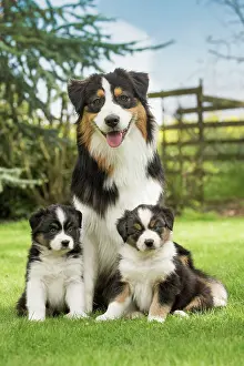 Shepherd: 80194334 Dog - Australian Shepherd / Sheepdog with
