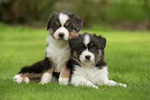 Shepherd: 80194335 Dog - Australian Shepherd / Sheepdog puppies