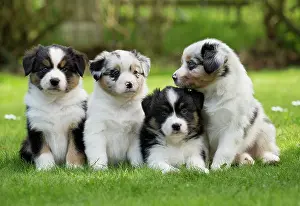Shepherd: 80194336 Dog - Australian Shepherd / Sheepdog puppies
