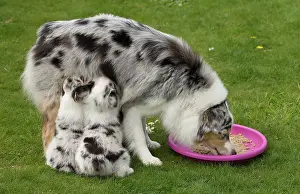 Shepherd: 80194338 Dog - Australian Shepherd / Sheepdog with